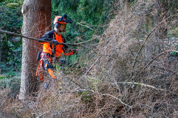 Oksien karsinta ja poiskuljetus